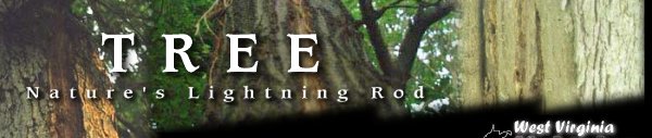 Tree - Nature's Lightning Rod