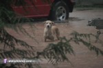 Dog in floodwater