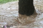 Tree surrounded by floodwater
