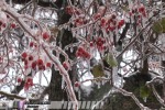 St. Louis ice storm