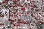 St. Louis ice storm