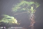 Palm trees in Tropical Storm Ernesto
