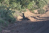 Road runner near Shamrock, TX on May 20