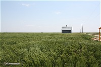 Southwest Kansas wheat field on May 26