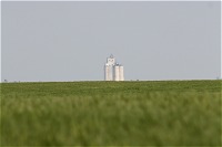 Southwest Kansas wheat field on May 26