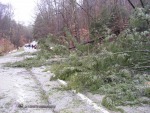 Tree damage in Coonskin Park