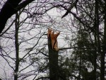 Tree damage in Coonskin Park