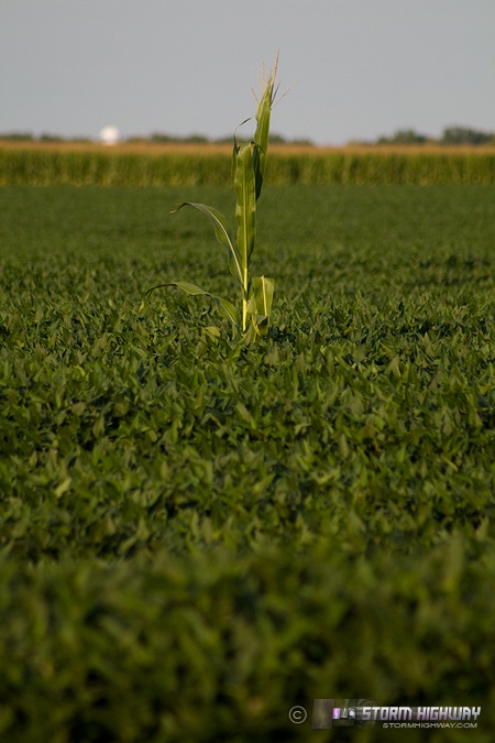 Lone cornstalk in soybeans