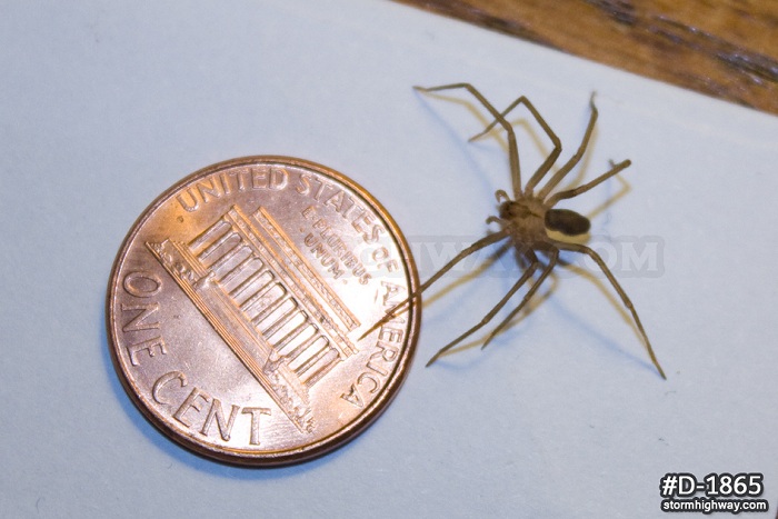 Brown Recluse spider - Loxosceles Reclusa