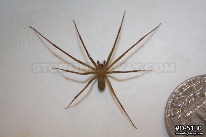 Brown Recluse spider - Loxosceles Reclusa