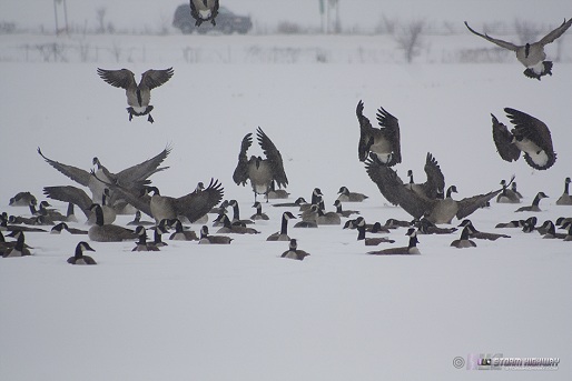 Snow in Pontoon Beach, IL