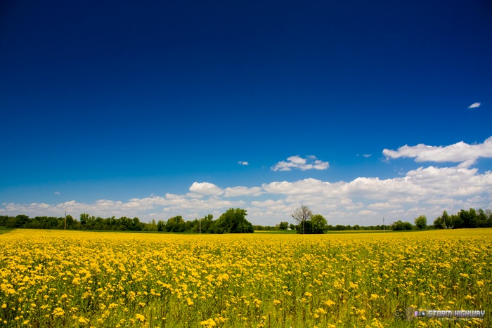 Illinois prairie wildflowers 1