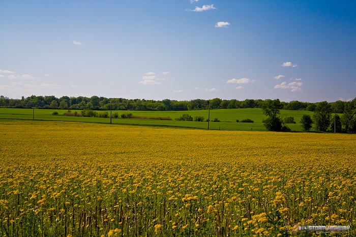 Illinois prairie wildflowers 2