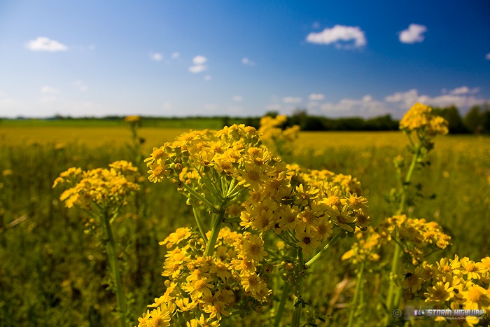 Illinois prairie wildflowers 3