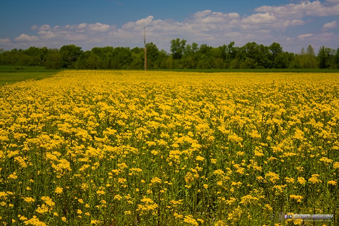 Illinois prairie wildflowers 4