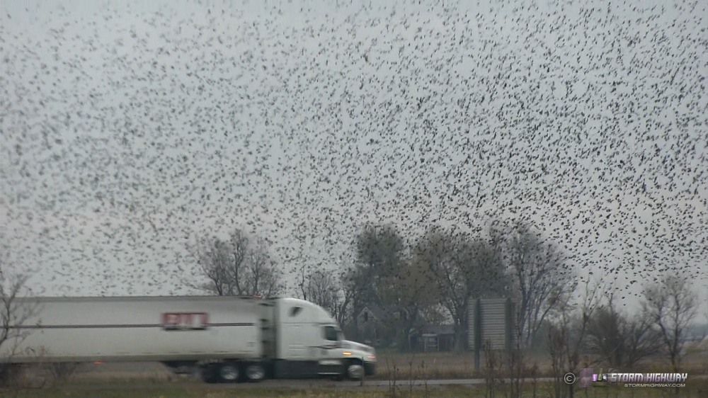 Blackbird, starling and grackle migration at New Baden, IL, November 5, 2012