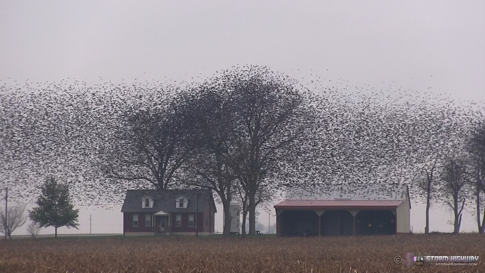 Blackbird, starling and grackle migration at New Baden, IL, November 5, 2012