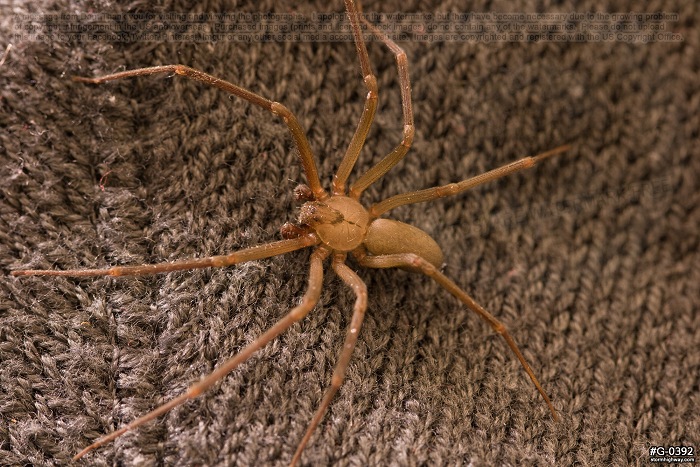 Brown Recluse Spider High Resolution Photos Extreme Close Ups