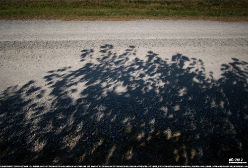 Crescent leaf shadows from partial eclipse