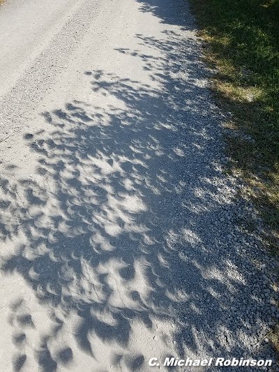 Crescent leaf shadows from partial eclipse