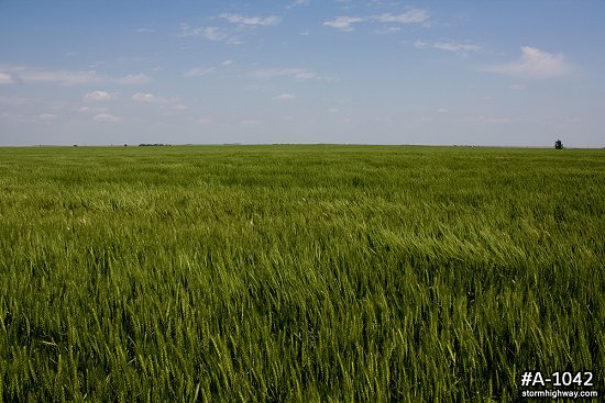Kansas wheat