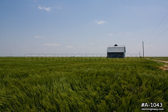 Kansas prairie wheat