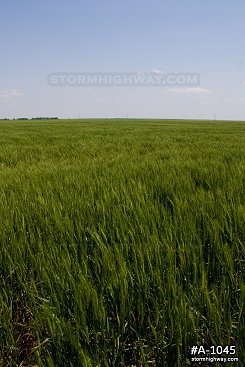 Waving Kansas wheat