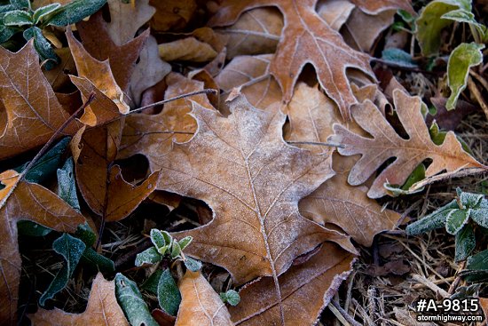 Frost on freshly fallen leaves in the autumn