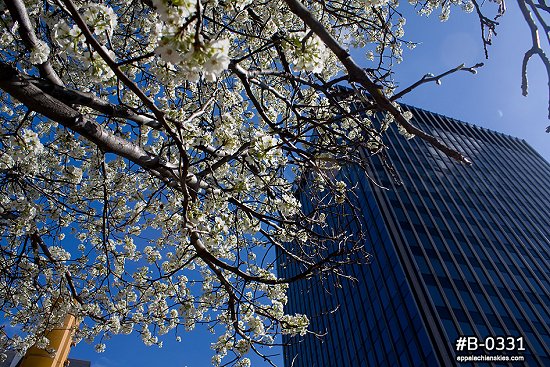 Downtown springtime blooms