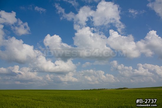 Oklahoma wheat fields