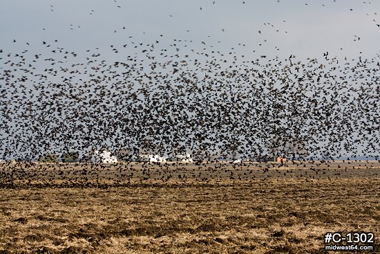 Blackbird flock over fields 4