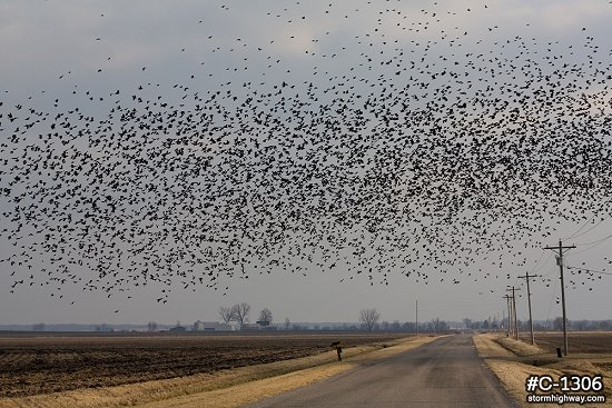 Blackbird/starling flocks
