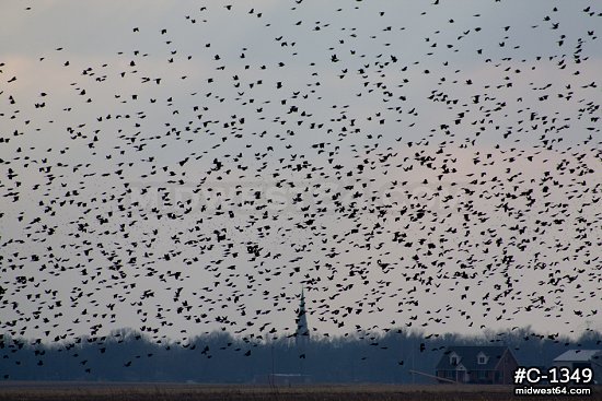 Blackbird flock over fields 5