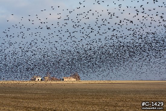 Blackbird flock over fields 2