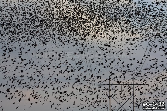 Blackbird flock over fields 1