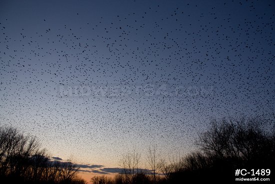 Blackbird migration in millions sunrise