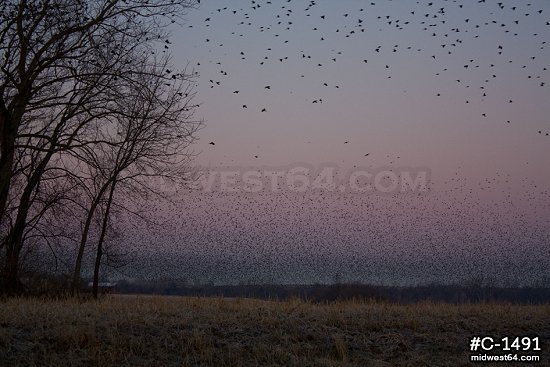 Blackbird migration in millions sunrise