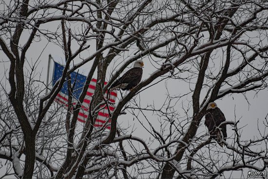 Bald eagle in front of American Flag