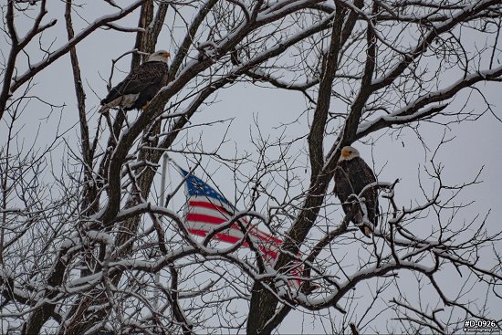 Bald eagles with American Flag