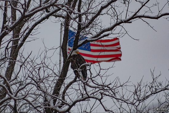 Bald eagle and American Flag
