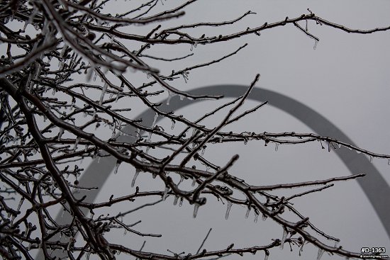 Ice on tree branches with the Arch