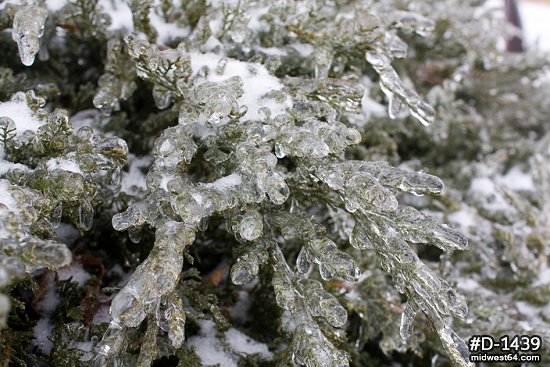 Thick ice on the branches of a bush after an ice storm