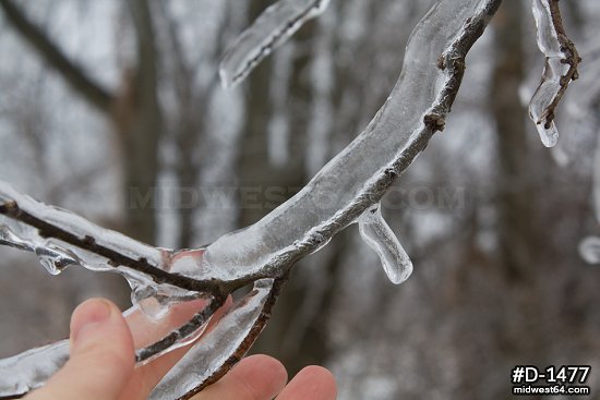 Thick ice on tree branch