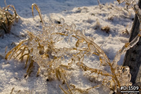 Thick ice coating prairie vegetation after an ice storm