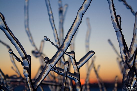 Thick icing on vegetation with blue sunrise glow after an ice storm