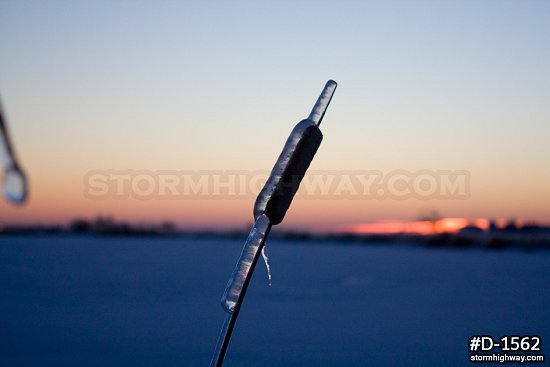 Thick icing on a cattail at sunrise after an ice storm