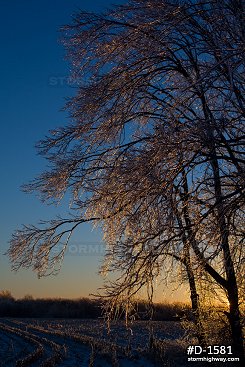 Thick icing on trees with a golden sunrise after an ice storm
