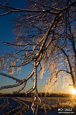 Thick icing on tree branches with a golden sunrise after an ice storm
