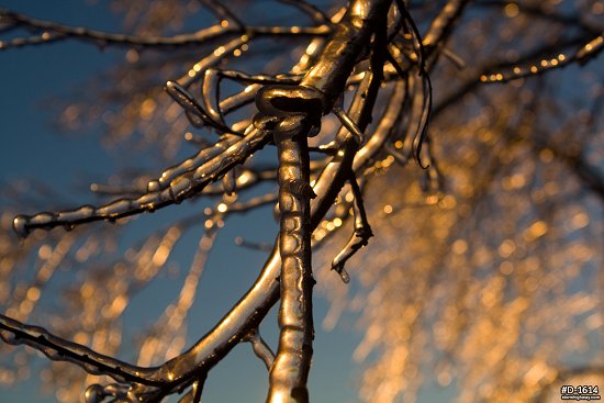 Thick icing on a tree branch with a golden sunrise after an ice storm