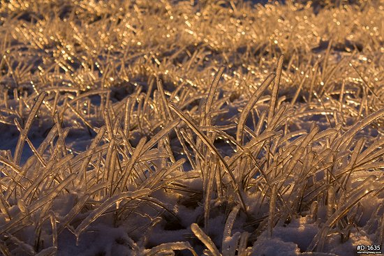 Thick icing on prairie grass at sunrise after an ice storm
